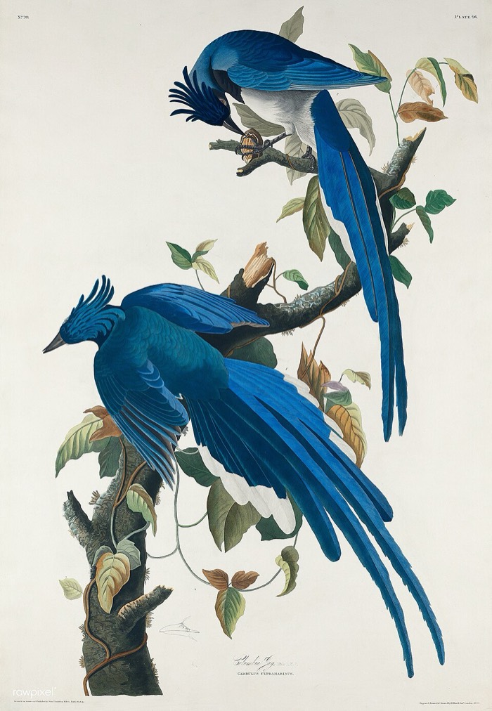 Audubon's Columbia Jay